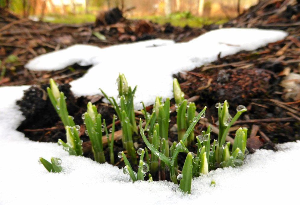 snowdrops with waterdrops on looking up in the snow in early spring.
