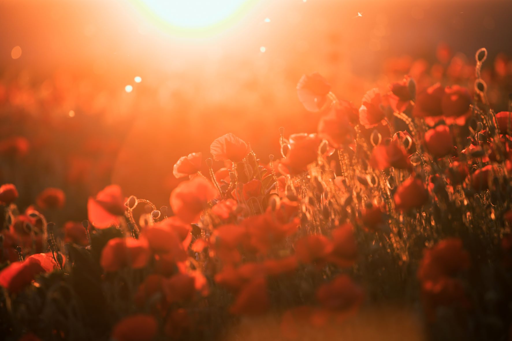 beautiful-field-of-red-poppies-in-the-sunset-light