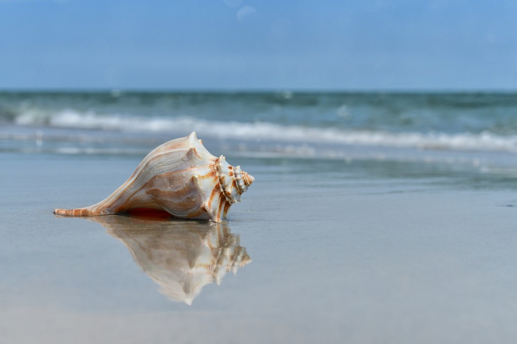 beautiful shell lwashed upon the beach at the ocean