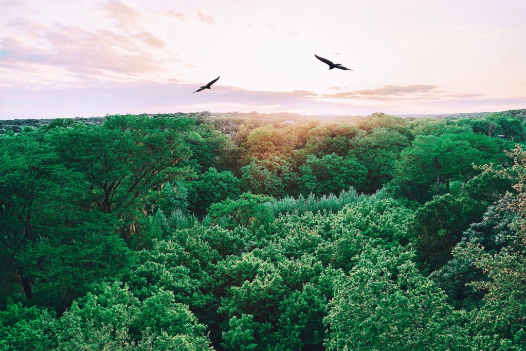 Top of a forest with birds soaring the sea of green