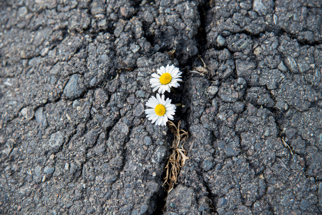 life-finds-a-way-tiny-flowers-breaking-through-asphalt-to-grow_t20_v3w3bz