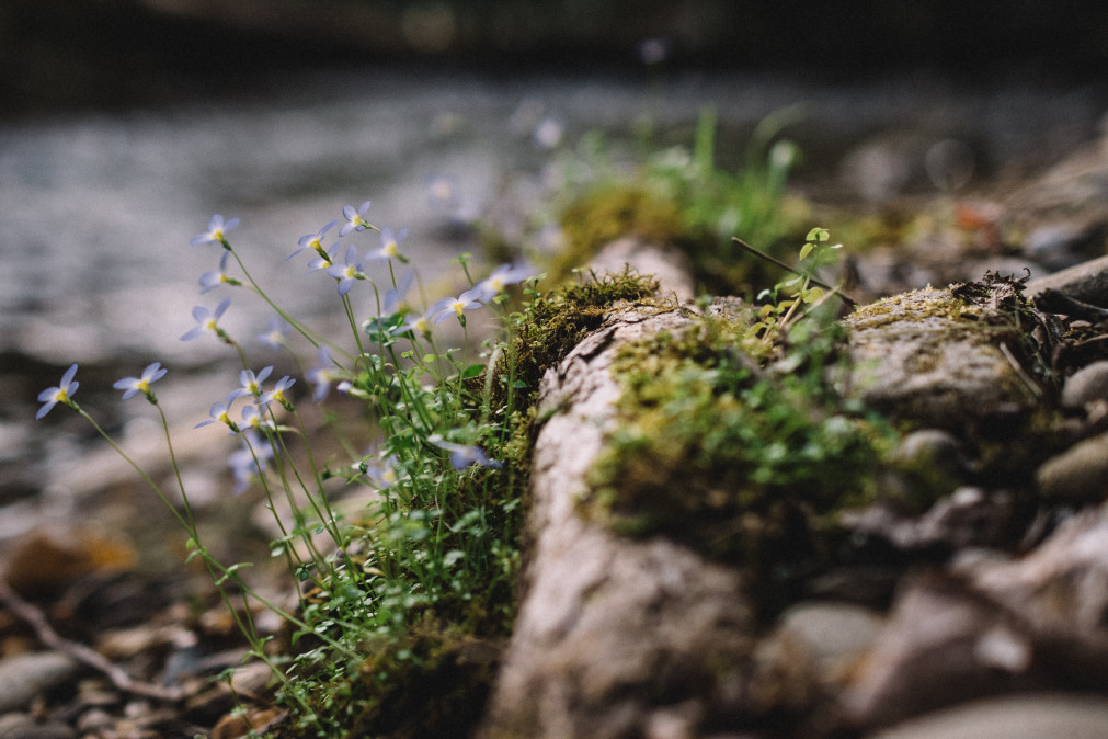 nature-outdoors-beauty-in-nature-wildlife-natural-world-wildflower-wildflowers-natural-wild-creek_t20_JazxY9