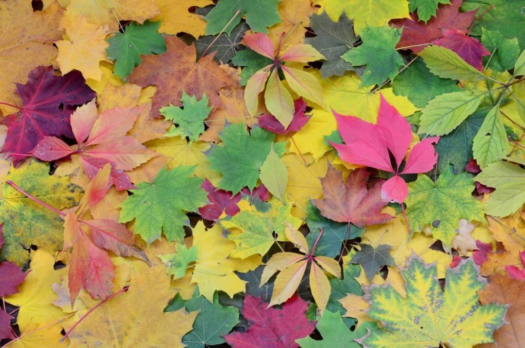 September leaves changing colors